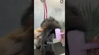 Как высушить мордочку собачки в домашних условиях 😉