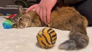 必死で起きてるアピールするが顔は嘘つけない
