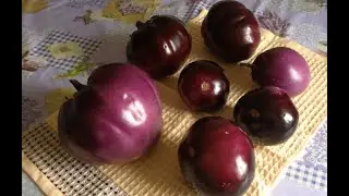 Обзор баклажана сорт Буржуй.