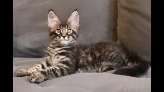 Котёнок-тигренок, Мейн-кунёнок - похожий на СЕРВАЛА ))) Открыт для резерва.