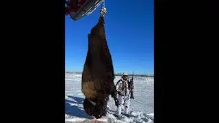 Four SUPER TROPHY BULL BUFFALO