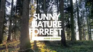 Evening Sun Sounds Rough Nature Relaxing Sounds (Asmr Video) Beautiful Nature •45 min