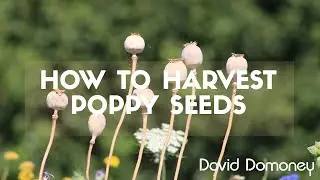 Free Garden Gold | Harvesting Poppy Seeds