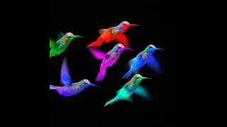 Black screen Birds Effect HD 