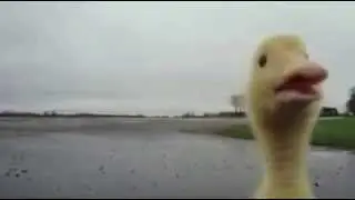 Sahibinin  peşinden giden kaz :)