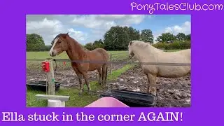 Ella Trapped in the Corner of the Field