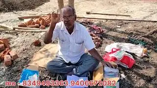 ताइवान रेड लेडी f1  ओरिजिनल पौधे | पपीता की ओरिजिनल पौधे |