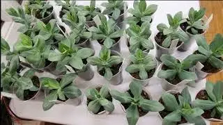 Прищипка эустомы