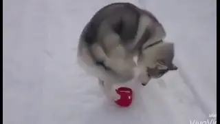 Хаски дома. Послепобедная эйфория.