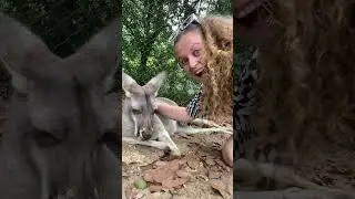 Patting a kangaroo 🦘 #straya