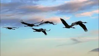 фильм Баулина Николая   гр  Русь , Журавли