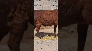 Сотувда асл хисори каштан кучкор буйи 90 см  весь 100кг тел 978441967 .Сурхондарё#shorts  #хисори