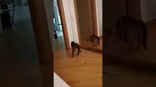 Абиссинский котенок и зеркало. Kitten and mirror