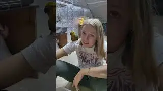 Аратинга-абьюзер 🤣 #аратинга #parrot #funnyimages #жако #cute #попугай #ожереловыйпопугай #funny