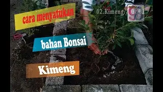 cara ground batang bonsai kimeng