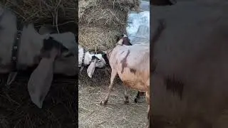 Счастье коз!!!