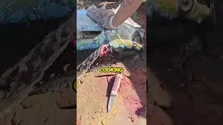 Bleeding a Yellow Fin Tuna