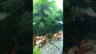 Отоцинклусы кушают
