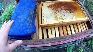 Хранения пчелиной суши в ульях  Пчеловодство 2020