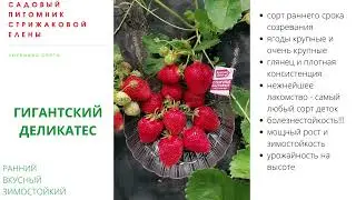 СОРТ РАННЕЙ КЛУБНИКИ "ГИГАНТСКИЙ ДЕЛИКАТЕС"