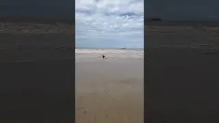Labradors on the beach #beach #labrador