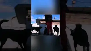 Истрекира собак перед прогулкой. ТГ: Perro dog 