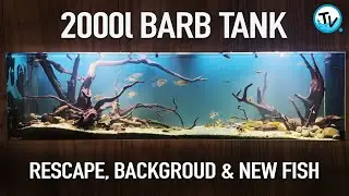 2000l Freshwater Tank! - NEW FISH AND A RE-SCAPE