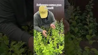 Войлочная вишня дала урожай 