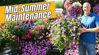 Mid Summer Maintenance - Keeping Your Hanging Baskets Looking Great ALL Summer