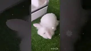 #карликовыйкролик