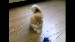 Cats+Dogs7