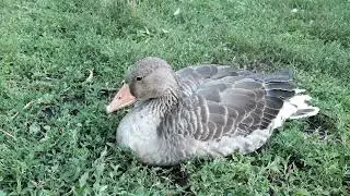 ОСТАЛОСЬ ТРИ ДИКИХ ГУСАЧКА 🙁