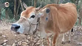 Humboo Humboo Cow Sound - Village  Farm Animals Sounds