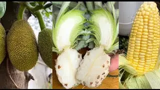 Farm fresh Ninja fruit cutting/Oddly Satisfying fruit Ninja mixed#shorts#ninja#farm#satisfying#fruit