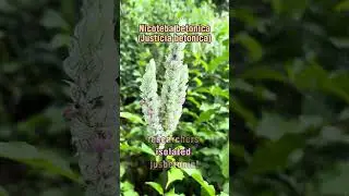 White Shrimp Plant #medicine