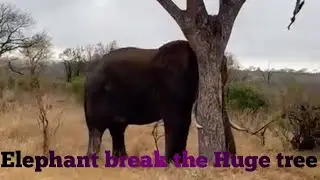 The elephant break the tree  just see how break i think he is angry don't know  maybe hungry