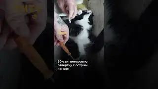 Невероятное спасение кота от отвертки! 😱 @shortszoozhit  #животные #спасение #кот #котик #питомцы
