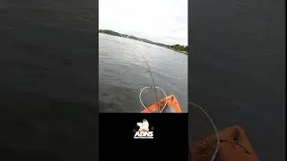 uma hora o peixe vem