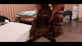 самый спокойный кот