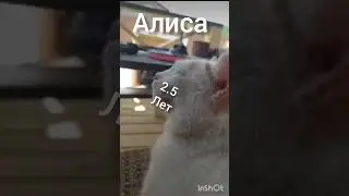 Сколько лет моим животным? Часть 2