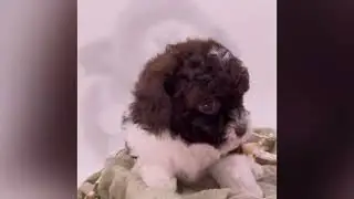Brown parti toy poodle puppy