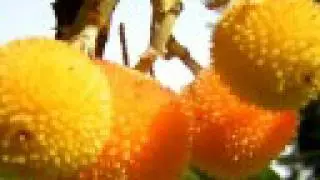 September Morn - Neil Diamond