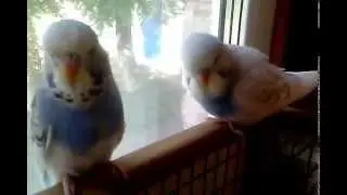 Малышня