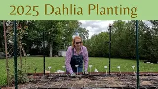How to Plant Dahlia Tubers for Beautiful Cut Flowers | New England Gardening Tips