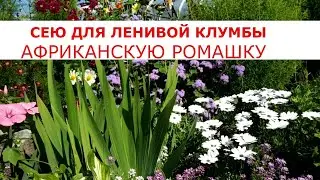 SIT, YOU WON'T REGRET AFRICAN CHAMOMILE for LAZY FLOWERBED OSTEOSPERMUMA