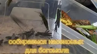 Собираем насекомых для богомола