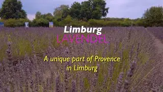 Limburg Lavendel: A unique part of Provence in Limburg