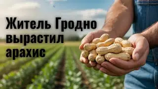 A Grodno resident grew peanuts from store-bought nuts and didn't regret it.