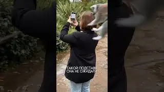 ЛЕМУР НАПАЛ НА ЧЕЛОВЕКА. ДО СЛЕЗ 