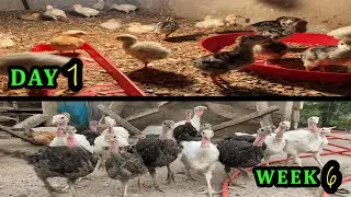 How to Raise Turkey Chicks Successfully
